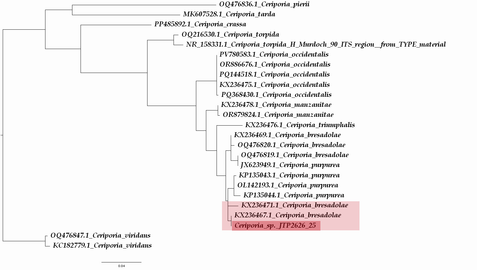 Árbol Filogenético